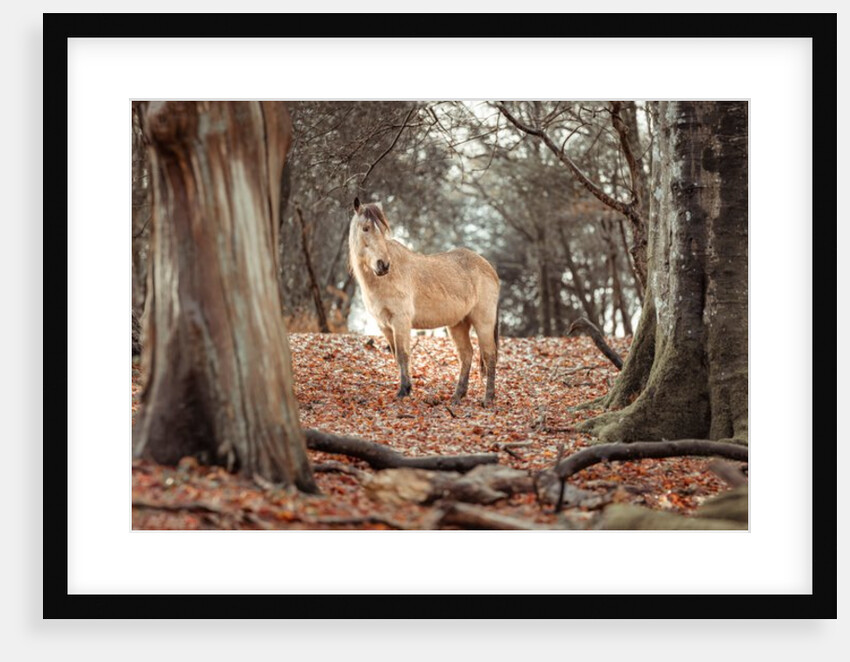 Horse in forest by Assaf Frank